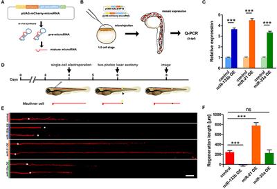 MicroRNA-133b Negatively Regulates Zebrafish Single Mauthner-Cell Axon Regeneration through Targeting tppp3 in Vivo